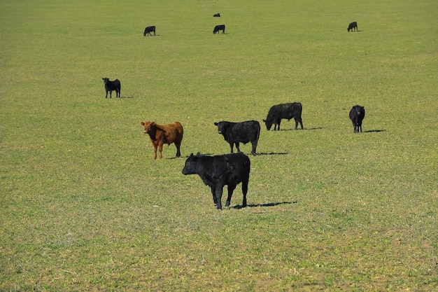 Veeteelt op het platteland van de pampa's in de provincie La Pampa, Argentinië