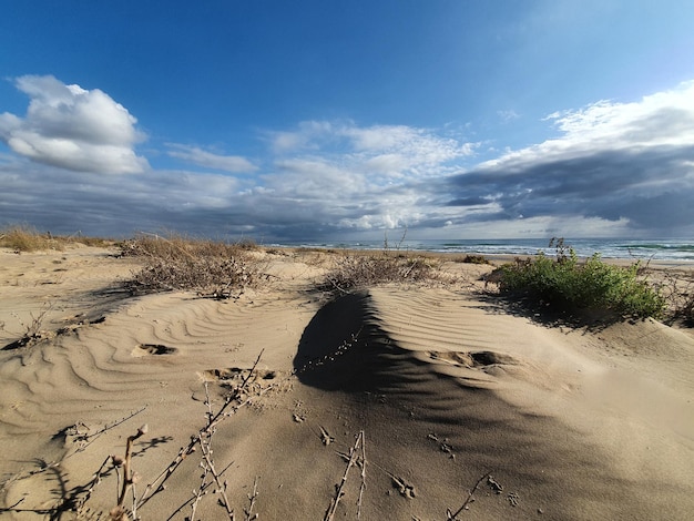 Vega baja del segura guardamar del segura dunas en pinada