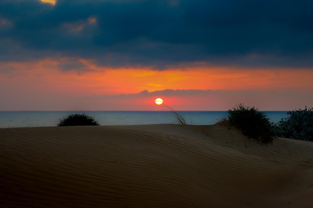 Vega Baja del Segura  Guardamar del Segura  Dunas y pinada