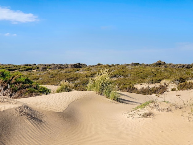 Photo vega baja del segura guardamar del segura paisaje de dunas junto al mar