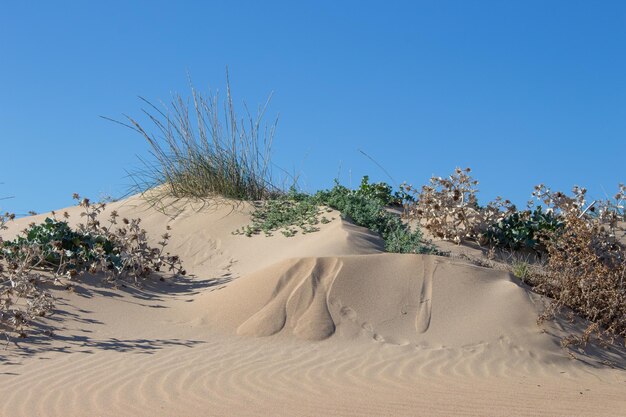 Vega Baja del Segura Guardamar del Segura Paisaje de dunas junto al mar