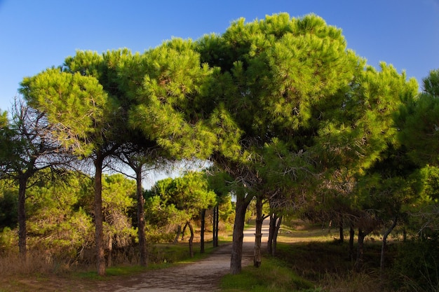 Vega Baja del Segura - Guardamar - Dunas y pinada en Guardamar del Segura