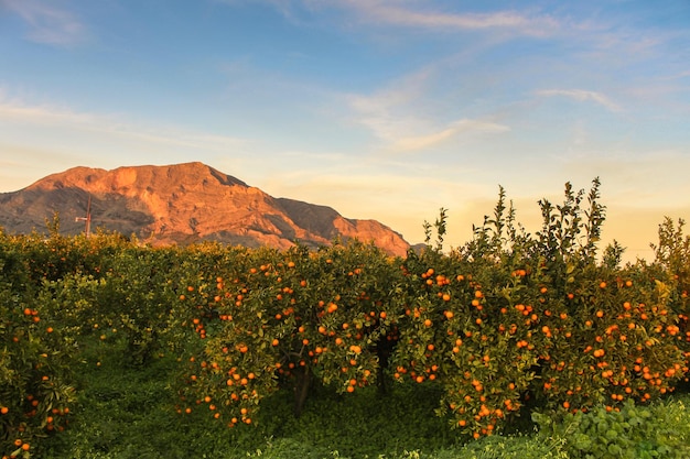 Vega baja del segura orihuela paisajes de la sierra la huerta y sus details