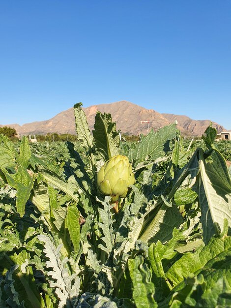 Vega Baja del Segura Orihuela Paisajes de la sierra la huerta y sus detalles