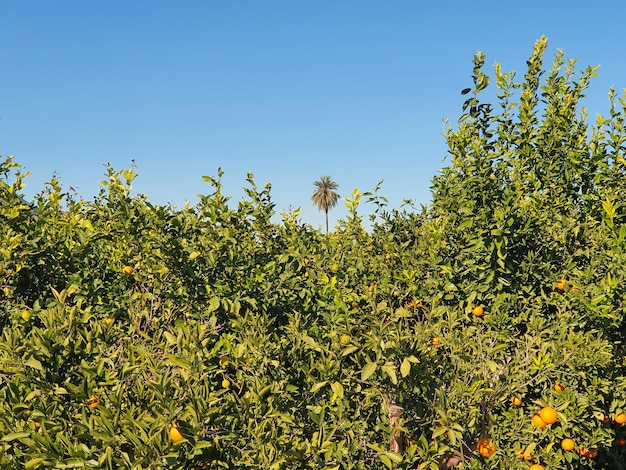 Vega Baja del Segura Orihuela Paisajes de la sierra la huerta y sus detalles