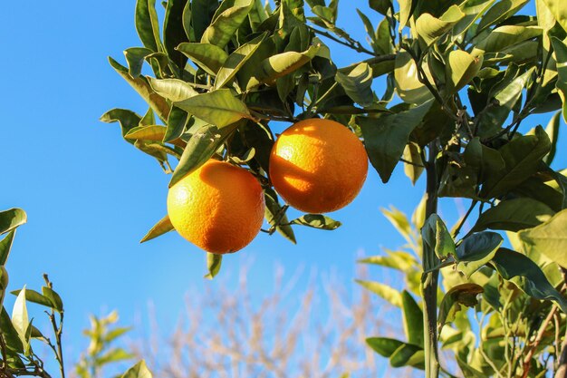 Vega Baja del Segura  Orihuela  Paisajes de la sierra la huerta y sus detalles