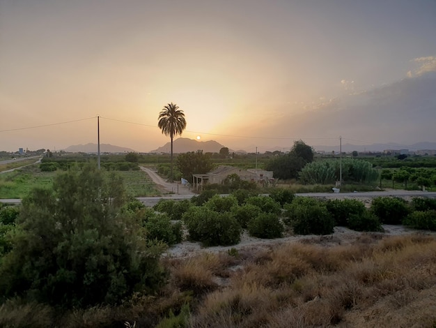 Vega Baja del Segura Paisaje tipico de la huerta de la comarca al atardecer