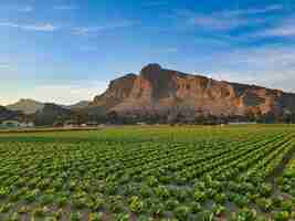 Photo vega baja del segura paisajes de la huerta de orihuela