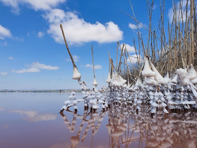 Photo vega baja del segura - salinas de torrevieja - la laguna salada y su entorno, un paisaje nico