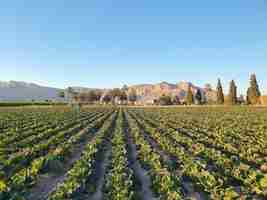 Photo vega baja del segura tierras cultivadas en la huerta