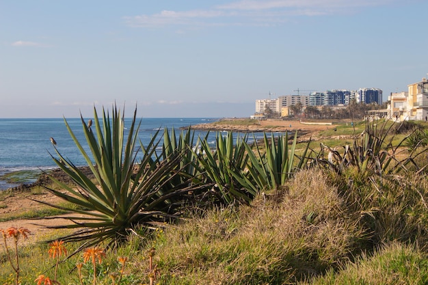 Photo vega baja del segura torrevieja paisajes de la urbanizacin mar azul cerca de cala ferris