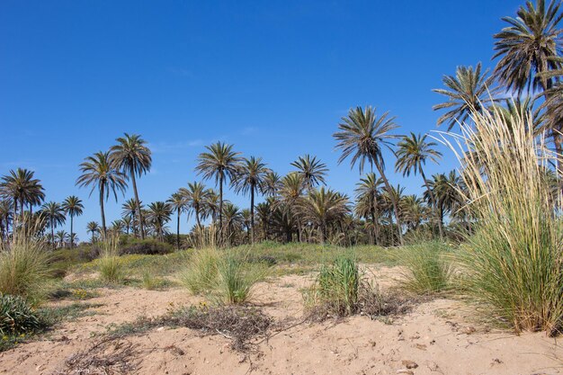 Vega Baja del Segura Torrevieja Un oasis junto al mar en Cala Ferris