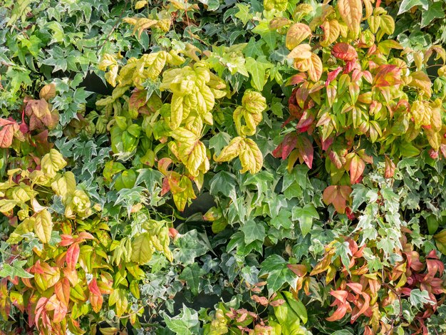 さまざまな色のさまざまな種類の植物の葉によって作成された野菜の背景は、美しい画像を作成します