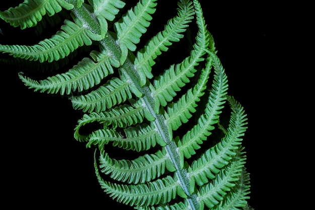 野菜の背景、暗い背景に緑のシダの葉