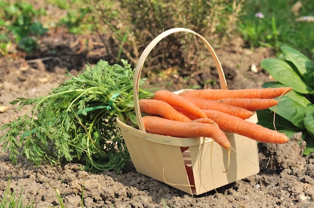 Vegetable carrot