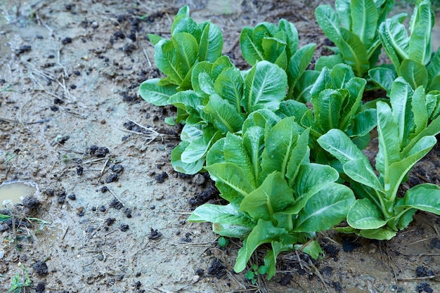 Vegetable cos lettuce garden