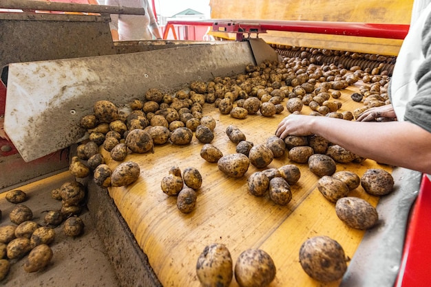 Vegetable factory Potato sorting