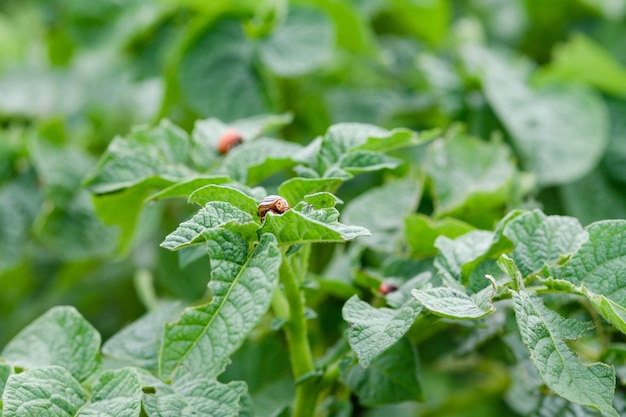 Sfondo di fattoria vegetale con foglie di patata verde e coleotteri colorado insetti danneggiano il raccolto di alimenti biologici infestanti