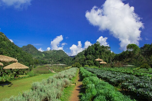 Vegetable farm on the high mountain at chiangmai thailand