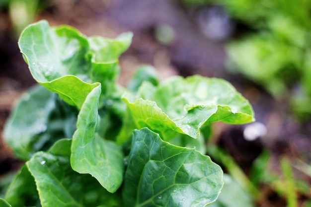 Vegetable in farm.