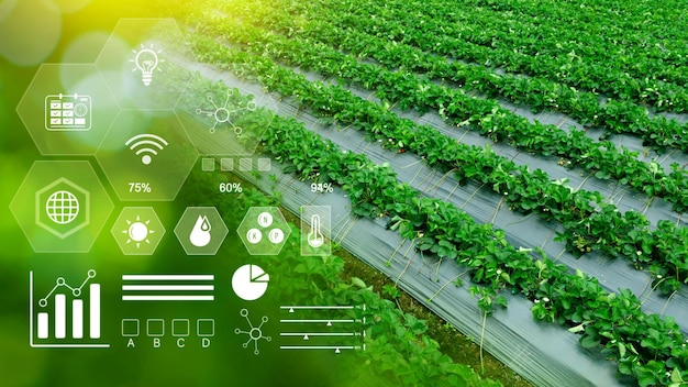 Vegetable fresh in greenhouse with infographics Smart farming and precision agriculture 40 with visual icon digital technology agriculture and smart farming concept