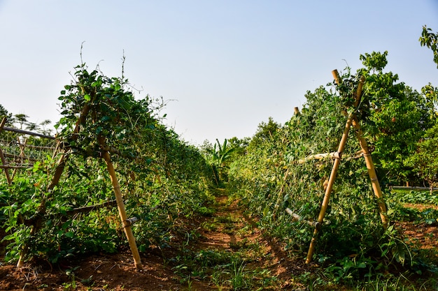 vegetable garden, bean sprout ivy crutches and climbing up on bamboo