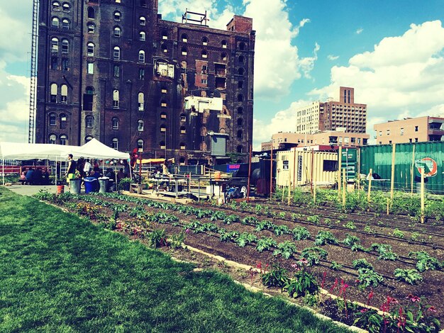 Photo vegetable garden in city