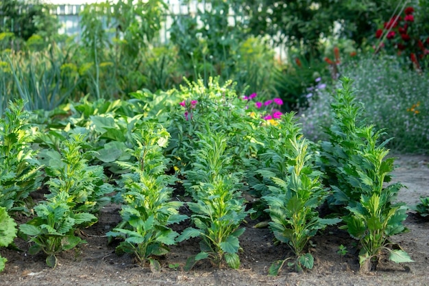 Vegetable garden on the farm, organic products. Nature. Selective focus