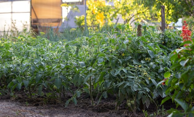 Vegetable garden on the farm, organic products. Selective focus