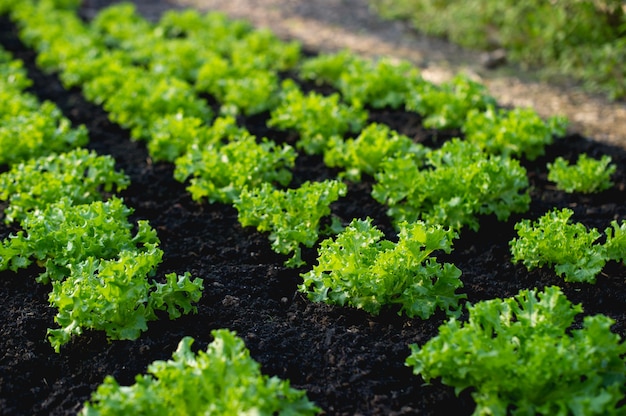 Vegetable garden from farmers 