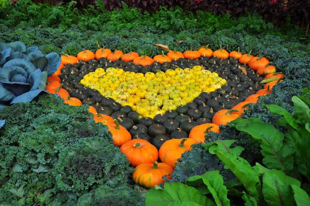 Vegetable garden heart shapes for Valentine's Festival.