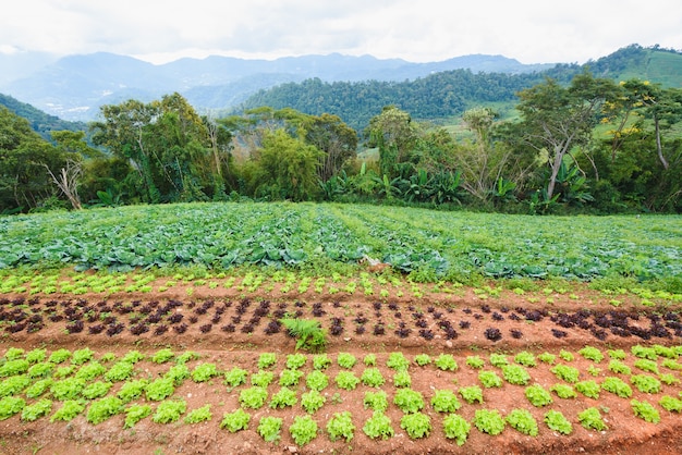 山の青空の野菜庭