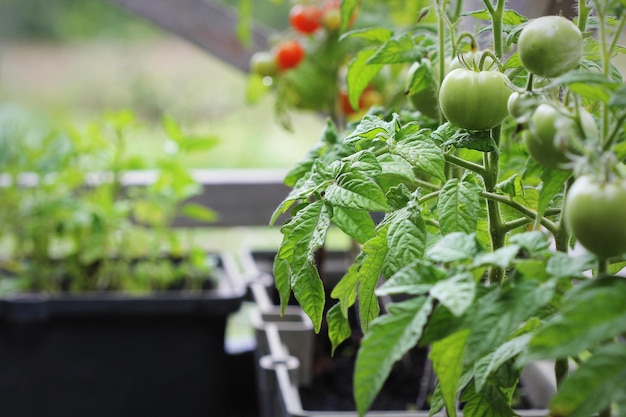 vegetable garden on a terrace tomatoes seedling growing in container