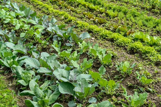 Vegetable garden with carrots lettuce arugula kale basil among others