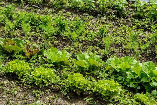 写真 野菜の庭園で,キャロット,レタス,アルーガラ,カレー,バジルなど