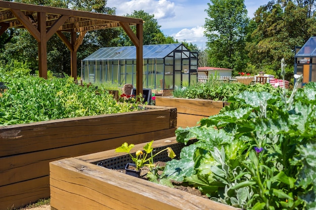 vegetable garden with raised beds in the backyard with cabbage and peppers