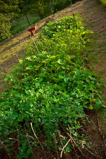 Vegetable garden