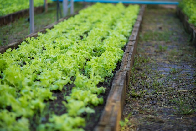 Vegetable garden