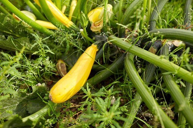 vegetable, gardening and farming concept - squashes at summer garden bed