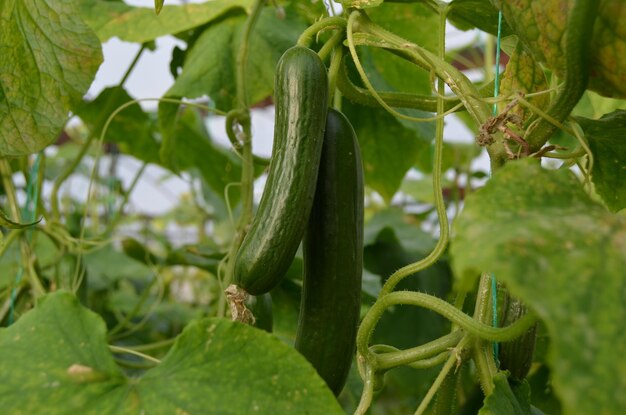 Photo vegetable greenhouses