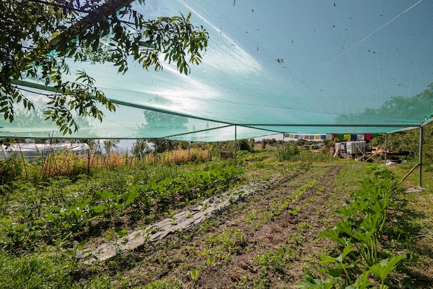 Photo vegetable home garden with seedlings and young greens garden ridges with transparent tent protection...