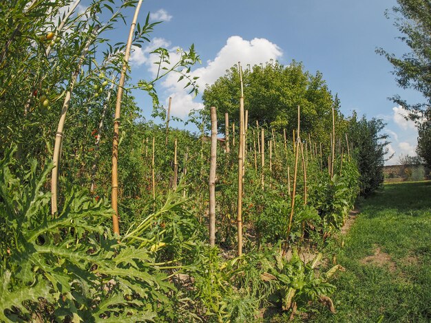 Vegetable horticultural garden