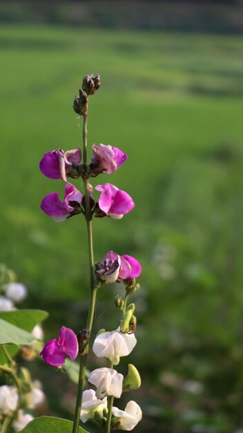 野菜のヒアシンス豆の白とピンクの花