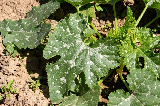 Vegetable marrow leaves