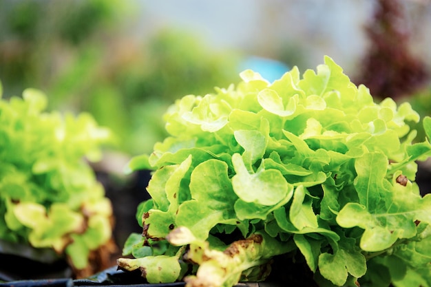 写真 有機農園の野菜