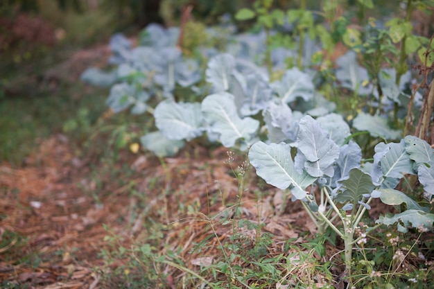 Vegetable plant growing in garden farm. food plantation