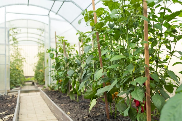 Vegetable plants grow inside the home greenhouse