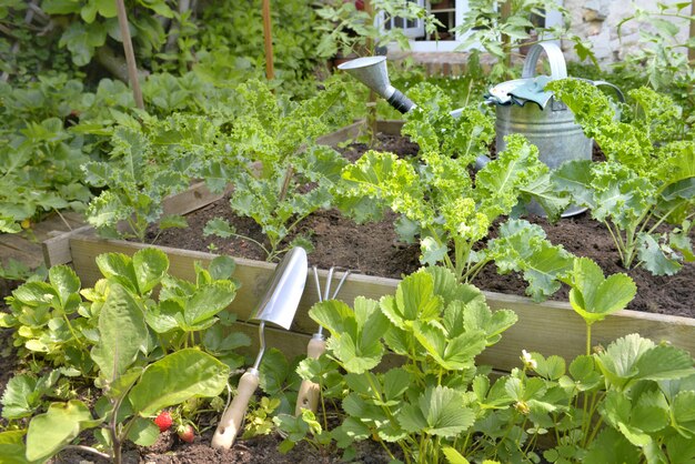 Vegetable plants growing in a garden