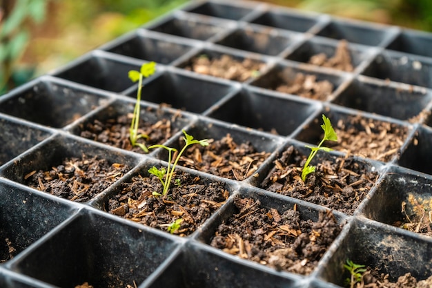 vegetable plot