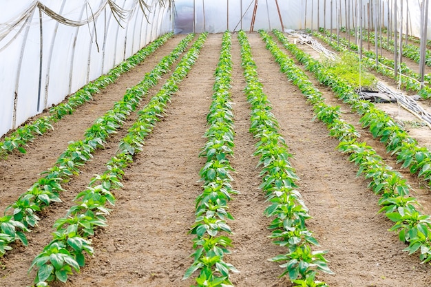 Vegetable rows of peppers grow in the greenhouse. Pepper Plants in a Greenhouse.